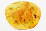 Detailed Fossil Fly and Winged Ant in Baltic Amber #335825-1